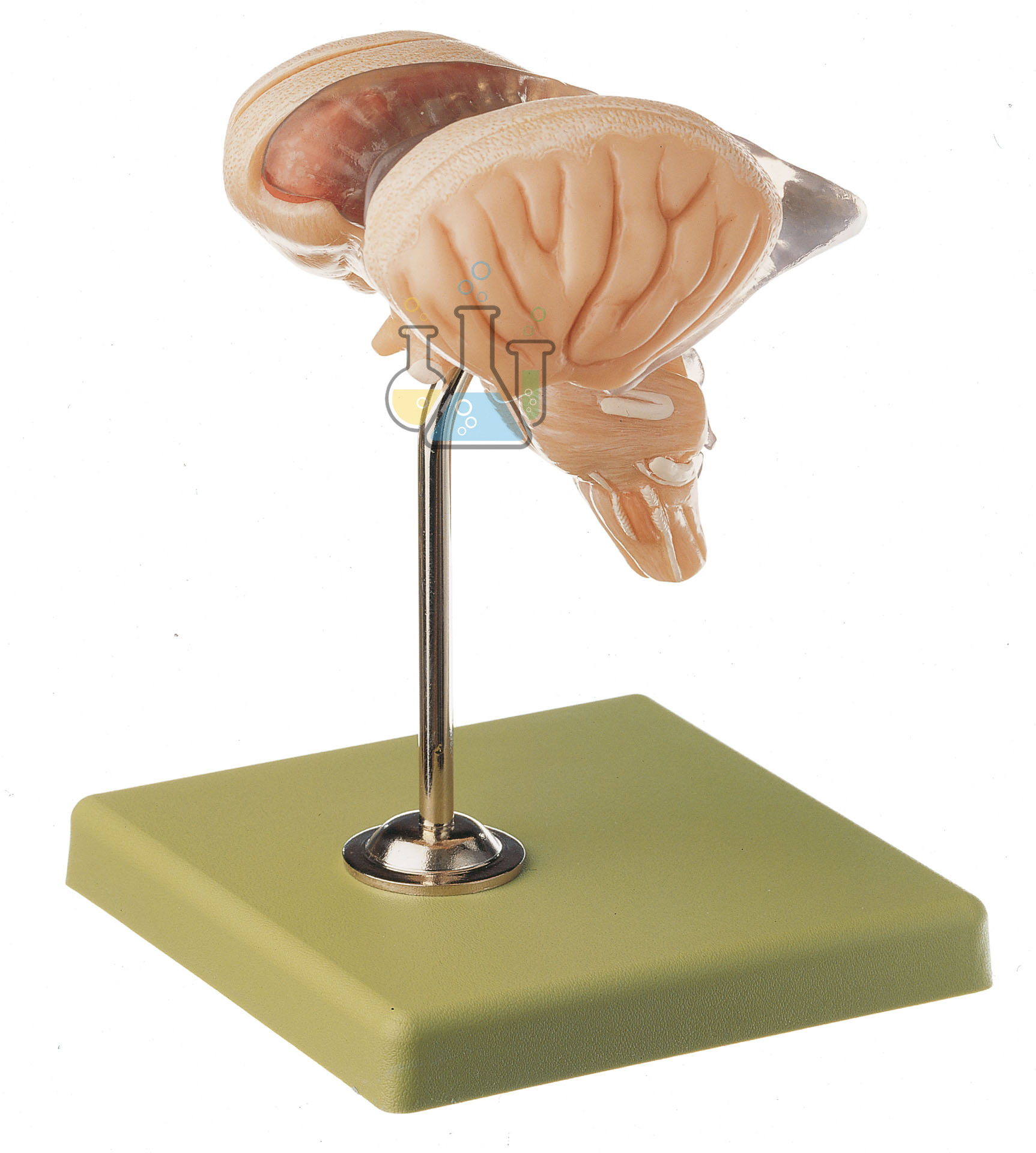 Brainstem Model 8-Part